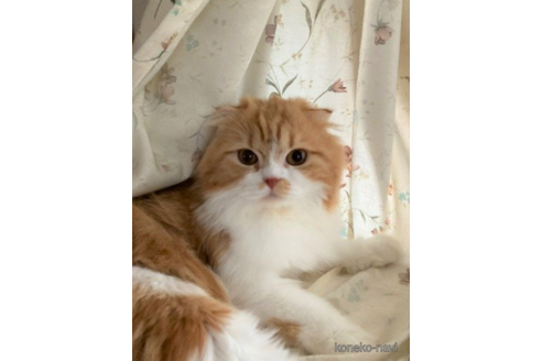 販売中のスコティッシュフォールドの親猫